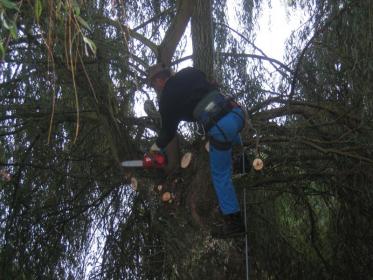 Au coeur de l'arbre