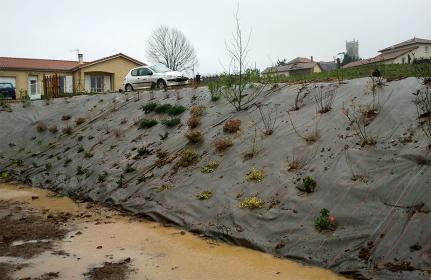 Plantation sur toile de paillage