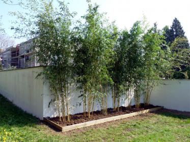 Plantation pour brise vue