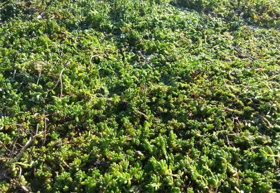Zoom, rouleaux pré-cultivés
