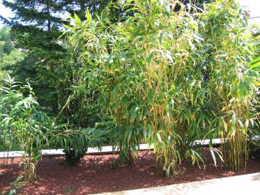 Haie de bambous