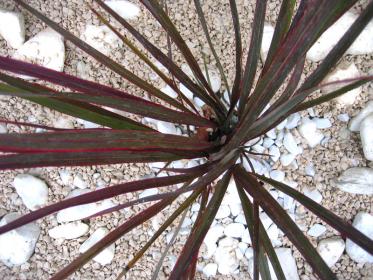 Zoom sur un phormium tenax