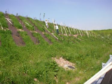 Plantations et mise en place des tuteurs