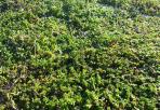Zoom, rouleaux pré-cultivés